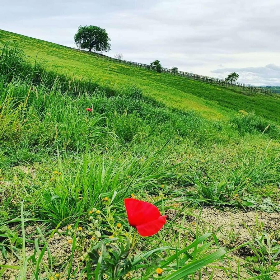 B&B Gli Amici Del Tubarello Roseto Degli Abruzzi Zewnętrze zdjęcie