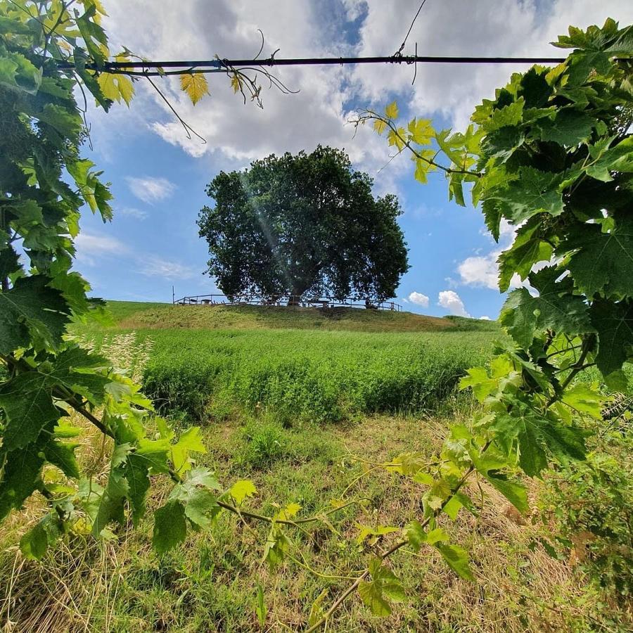 B&B Gli Amici Del Tubarello Roseto Degli Abruzzi Zewnętrze zdjęcie